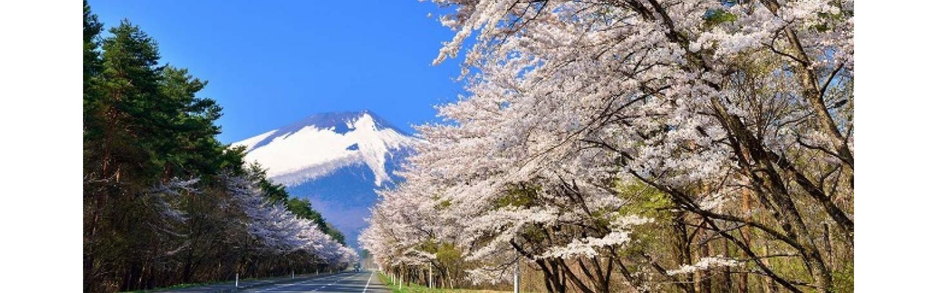 公益社団法人八幡平市シルバー人材センター