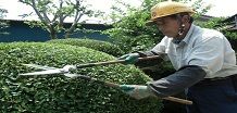 【技術を必要とする分野】（障子・網戸張り、植木手入れ、大工工事など）