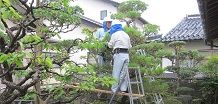 植木剪定作業