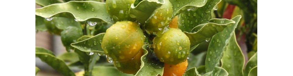 公益社団法人鎌ヶ谷市シルバー人材センター