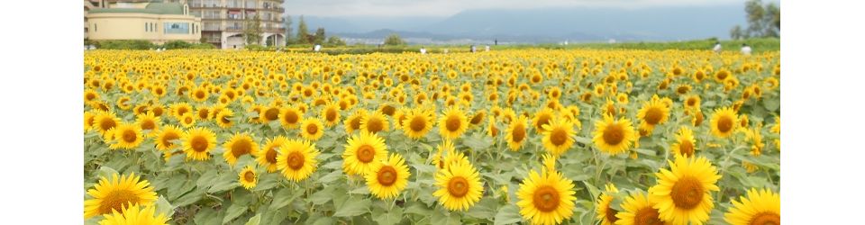 公益社団法人守山市シルバー人材センター