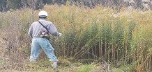 草取り・草刈り班のお仕事は【草取り・草刈り・芝刈り・防草シート張り・除草剤散布・庭木の消毒・残材運搬処分】です。