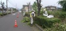 庭木の手入れ