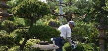 庭木の剪定・伐採