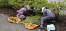 庭・空地の草刈り・除草（草取り）など