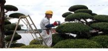 植木剪定作業など